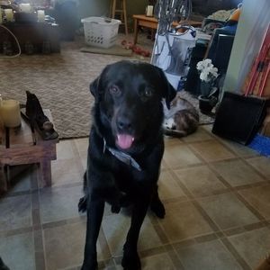 Meet your Posher, Donald